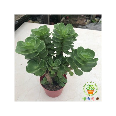 简介：
